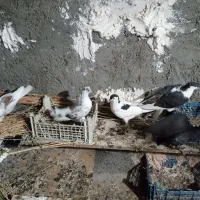 چند عدد پرنده|پرنده|بجنورد, |دیوار