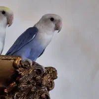 طوطی زیبای مولد