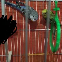 مرغ عشق جوجه