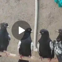 کبوتر فروشی