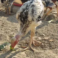 بچه و فریح لاری در سلماس|حیوانات مزرعه|خوی, |دیوار