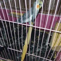 ۳تامرغ عشق ویک عددعروس هلندی نر|پرنده|ایذه, |دیوار