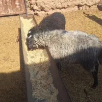 فروش دوعدد بره رومانف اصل|حیوانات مزرعه|تربتحیدریه, ۴۵ متری|دیوار