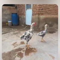 یک خروس لاری اصل با مرغ