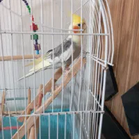 عروس هلندی  نر سخنگو