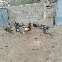 مرغ و خروس و بوقلمون