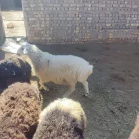 بره نر و ماده فروشی|حیوانات مزرعه|قم, باغ اشرافی|دیوار