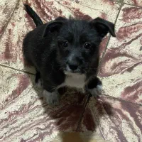 پاکوتاه سگ|سگ|املش, |دیوار