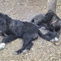 گم شده|سگ|فریدونشهر, |دیوار