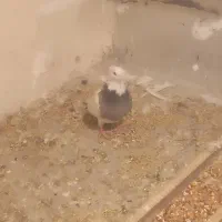 کبوتر طوقی|پرنده|دلبران, |دیوار