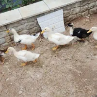 حیوانات مزرعه