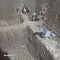 کبوتر پرشی|پرنده|اسفرورین, |دیوار