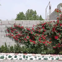 فروش باغ ویلا