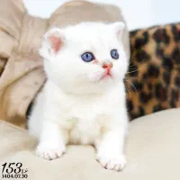 بچه گربه اصیل|گربه|تبریز, |دیوار