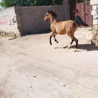 اسب مادیون|اسب و تجهیزات اسب‌سواری|شیراز, بید زرد|دیوار