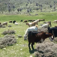 تعداد ۲۷ بز خوب به فروش میرسد|حیوانات مزرعه|یاسوج, |دیوار