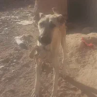 سگ سرابی