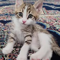واگذاری گربه