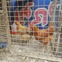 مرغ تخمگذار