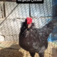 خروس گلین سیاه ریشی چهلتاج. و مرغ طوسی ریشی چهلتاج|حیوانات مزرعه|کاکی, |دیوار