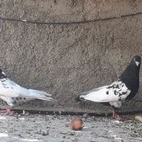 دو جفت کله سیاه|پرنده|فسا, |دیوار
