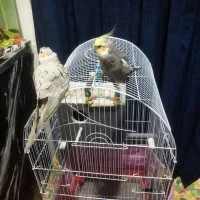 یک جفت عروس هلندی|پرنده|سیرجان, |دیوار