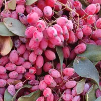 زرشک تازه|خوردنی و آشامیدنی|فردوس (خراسان), |دیوار