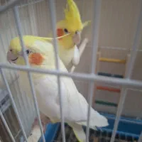 عروس هلندی لوتینو