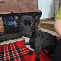 سگ پیدا شده