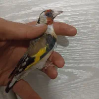 سهره دهن زن|پرنده|شیراز, کوشک میدان|دیوار