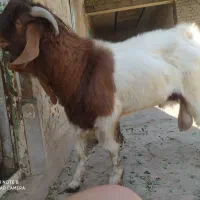 بیگ نر داشتی|حیوانات مزرعه|مسجد سلیمان, |دیوار