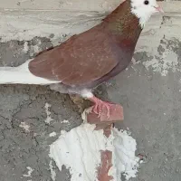 پلنگ