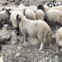 شک ورن سنجابی|حیوانات مزرعه|دالاهو, |دیوار