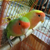 دو عدد طوطی برزیلی صورت هلویی تخم گذار|پرنده|تهران, امام زاده عبدالله|دیوار