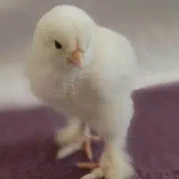 جوجه و مرغ و خروس برهما لایت اصل رومانی