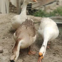 قوغاز