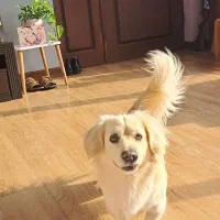 سگ دزدیده شده|حیوانات|بندر انزلی, نیمه شعبان|دیوار