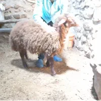 همو
