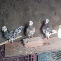 کبوتر شازده هما