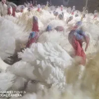 استخدام کارگر سالن پرورش بوقلمون