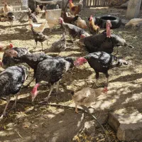 بوقلمون فروشی|حیوانات مزرعه|اسفندقه, |دیوار