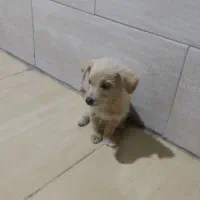 سگ اشپیتز تریر