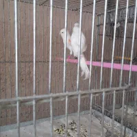 سلام تعداد قناری سوپر یکسرجیورما ده|پرنده|خمینی‌شهر, |دیوار