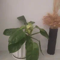 گلدون های شیک قیمت مناسب واسه زیبایی خونه ومحل کار|گل و گیاه طبیعی|مشهد, شاهد (شهرک غرب)|دیوار