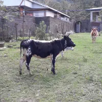 گاولیشه محلی عروسک (قیمت مناسب)|حیوانات مزرعه|گوراب زرمیخ, |دیوار