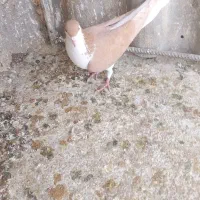 سده زرد|پرنده|اسفراین, |دیوار