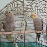 عروس هلندی