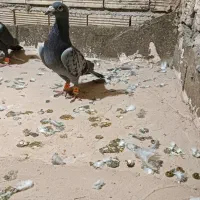 پرنده|پرنده|مشهد, انصار|دیوار