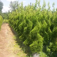 باغبانی  طراحی باغچه گل و درخت با چک کاشت رایگان|خدمات باغبانی و درختکاری|تهران, ونک|دیوار