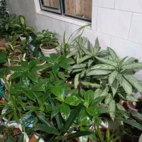 گل طبیعی|گل و گیاه طبیعی|کرمانشاه, |دیوار